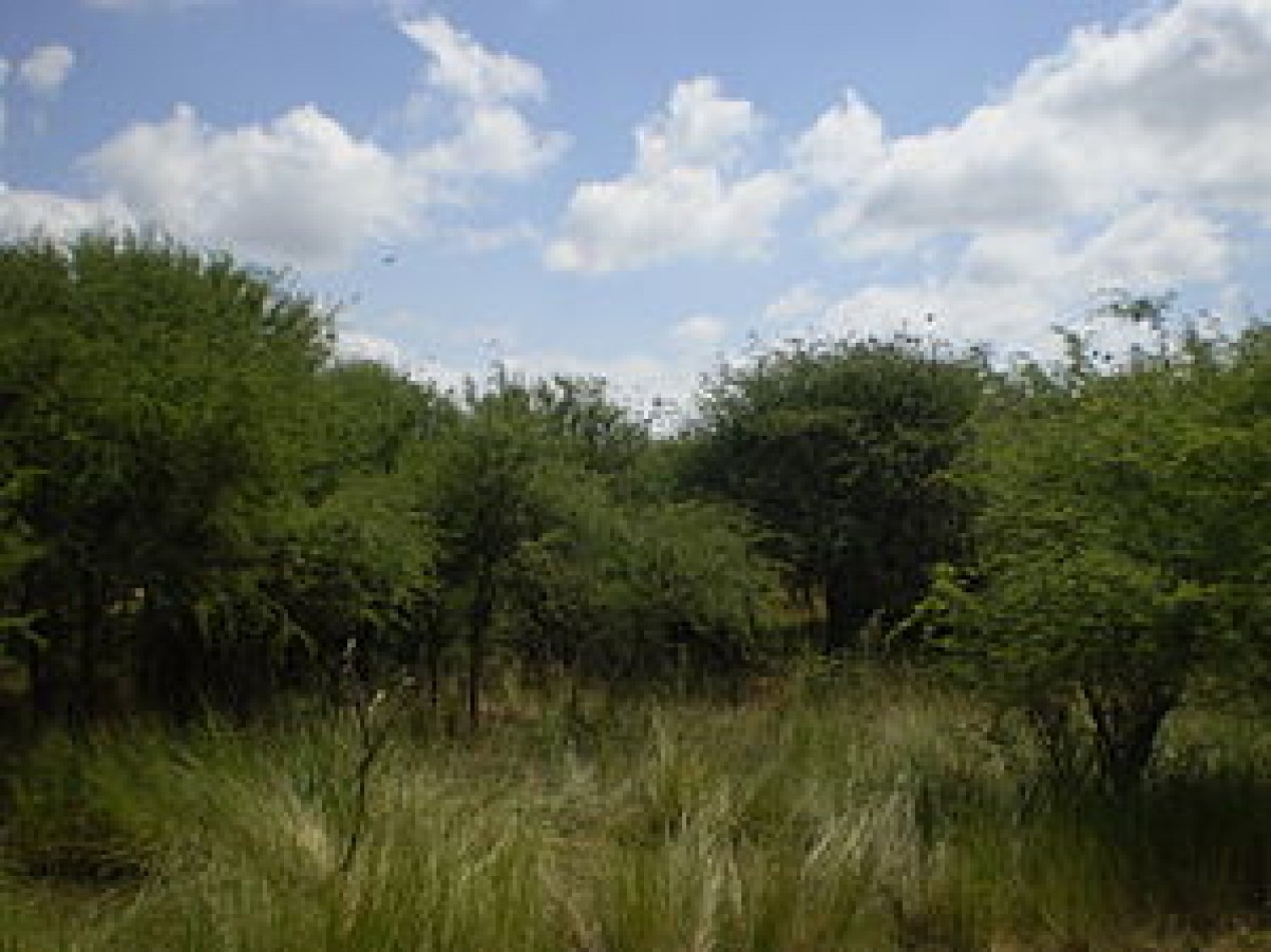 PASTOREO DE 50 HECTAREAS EN VICTORICA (L.P.)