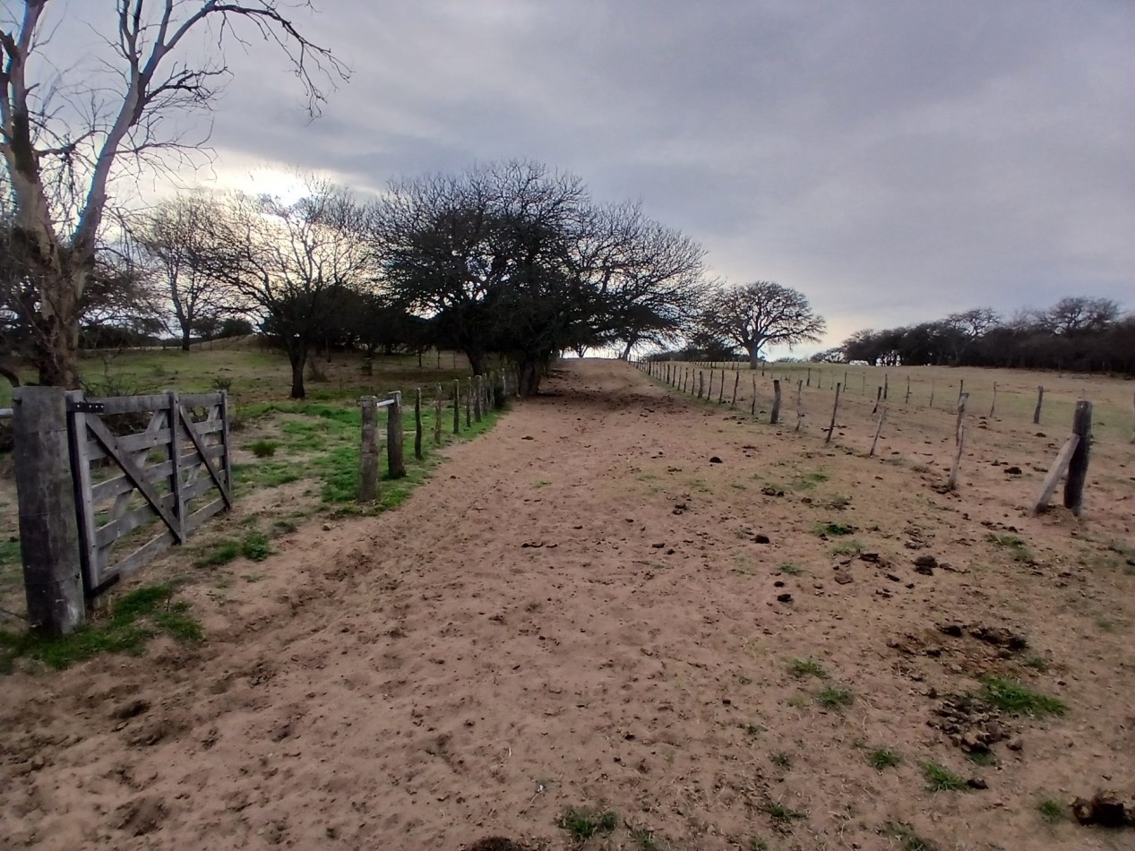 CAMPO GANADERO / APTO COTO DE CAZA 