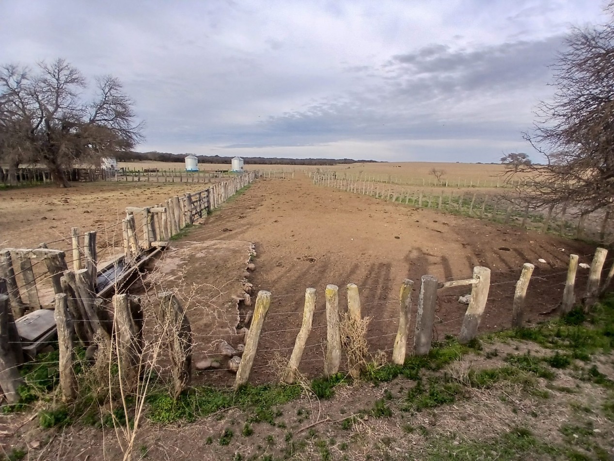 CAMPO GANADERO / APTO COTO DE CAZA 