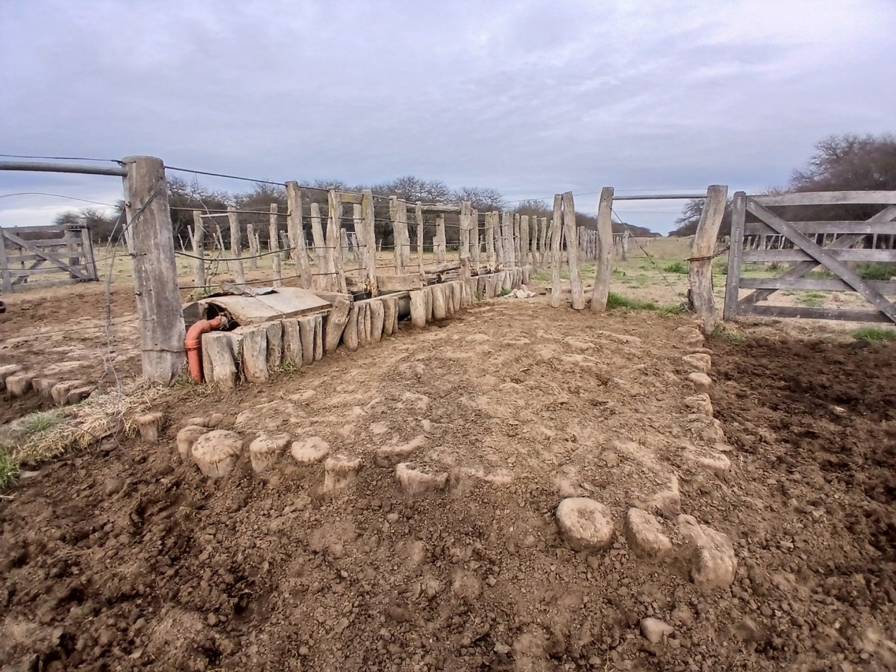 CAMPO GANADERO / APTO COTO DE CAZA 