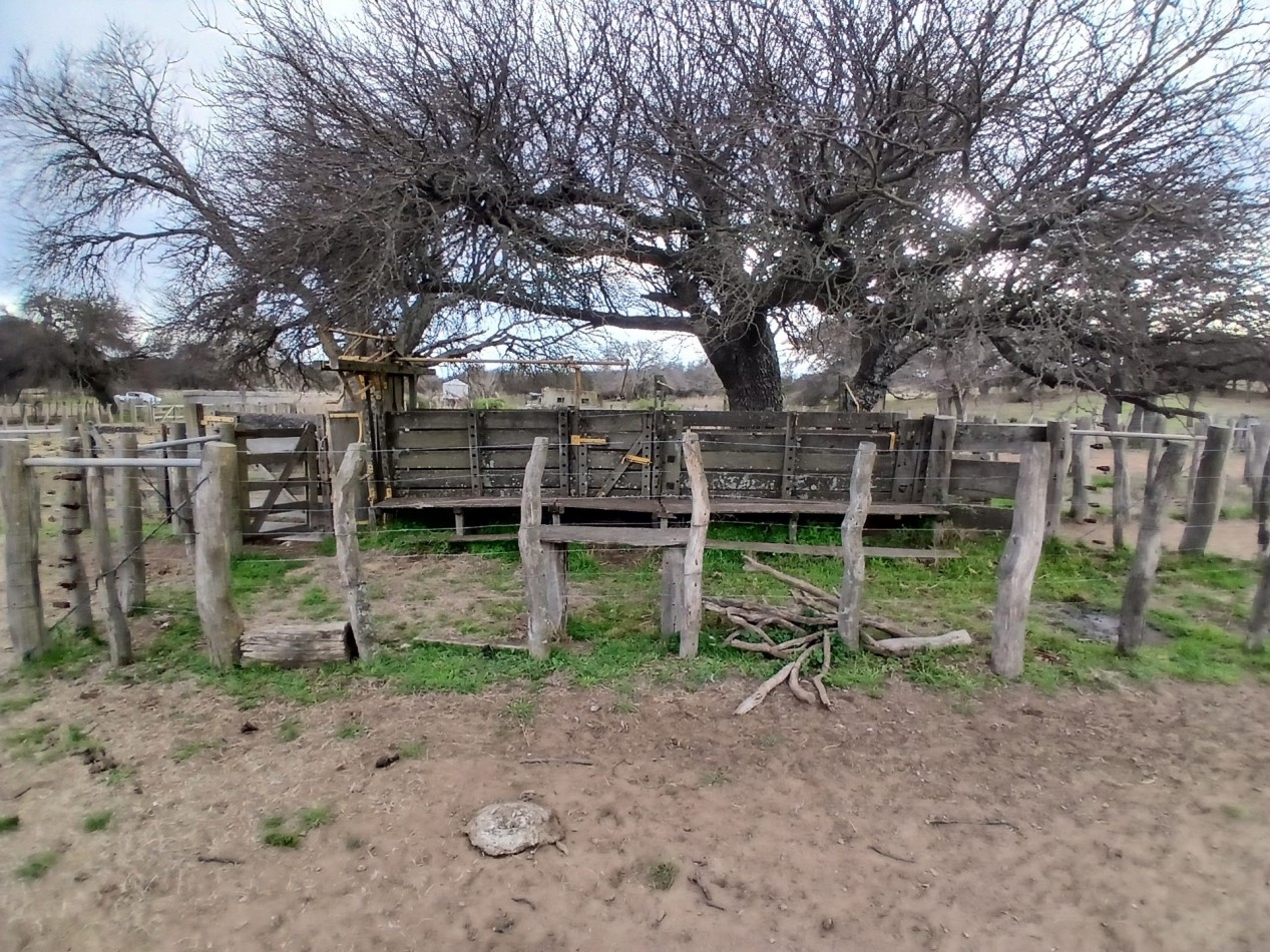 CAMPO GANADERO / APTO COTO DE CAZA 