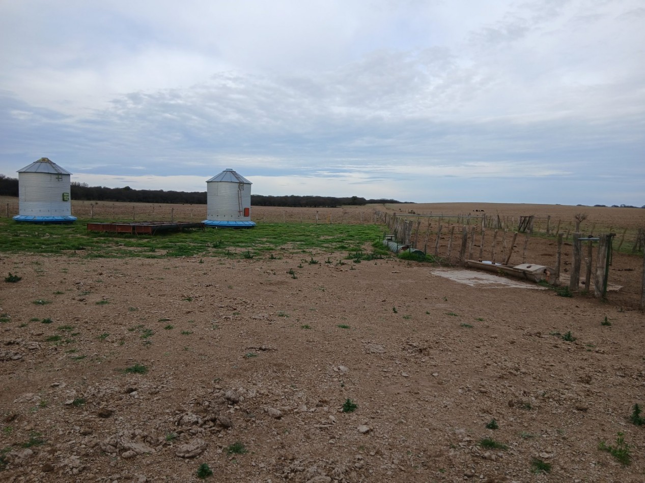 CAMPO GANADERO / APTO COTO DE CAZA 