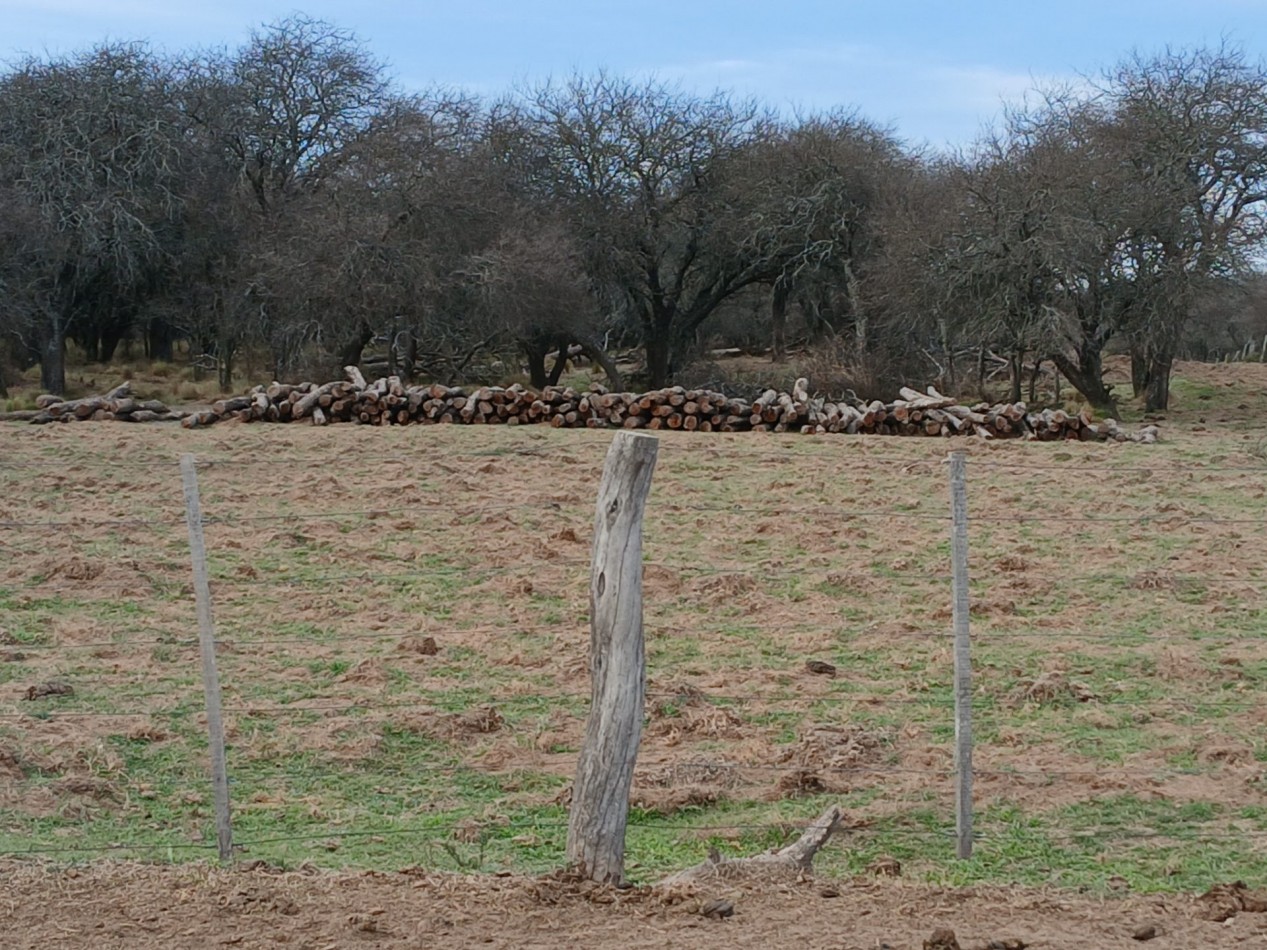 CAMPO GANADERO / APTO COTO DE CAZA 