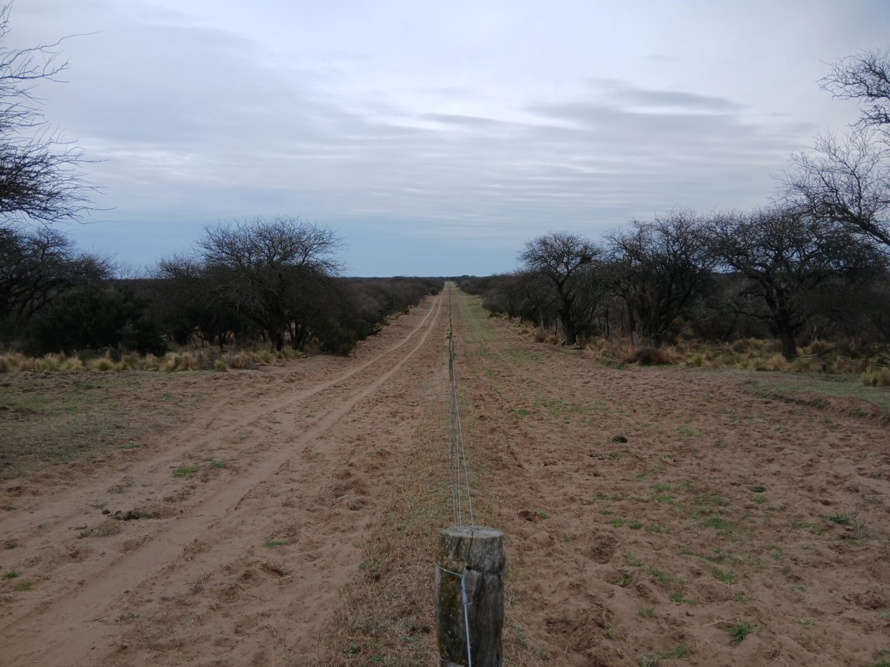 CAMPO GANADERO / APTO COTO DE CAZA 