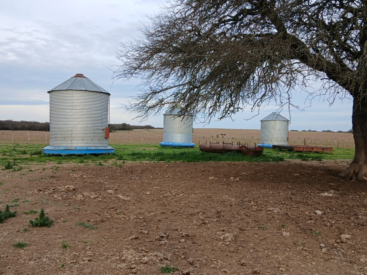 CAMPO GANADERO / APTO COTO DE CAZA 