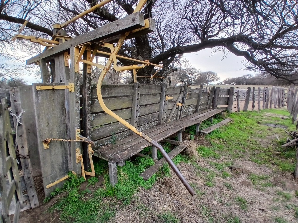 CAMPO GANADERO / APTO COTO DE CAZA 