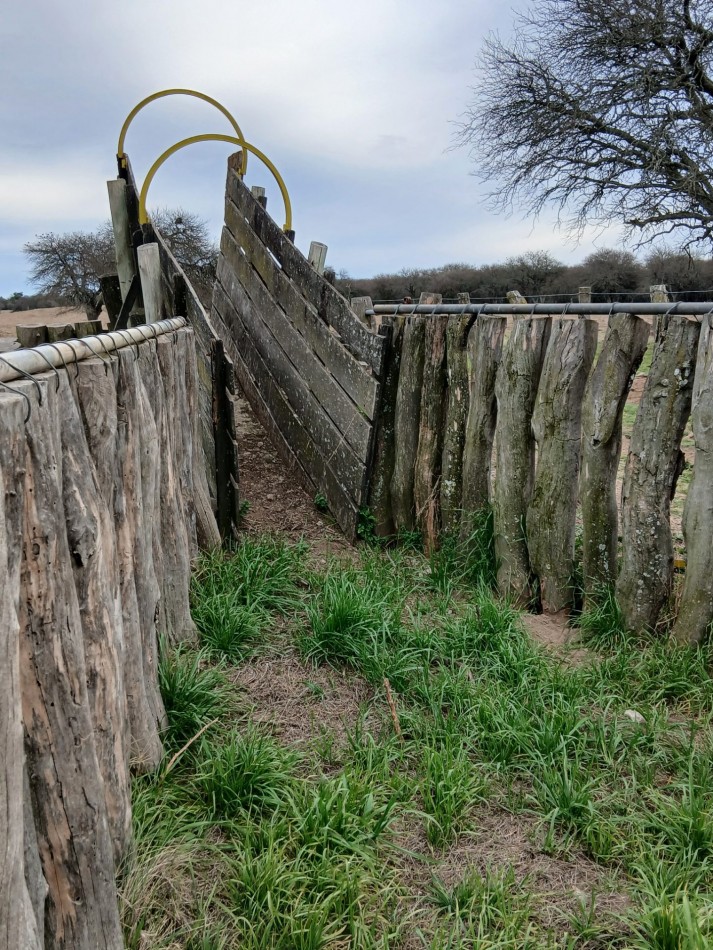 CAMPO GANADERO / APTO COTO DE CAZA 