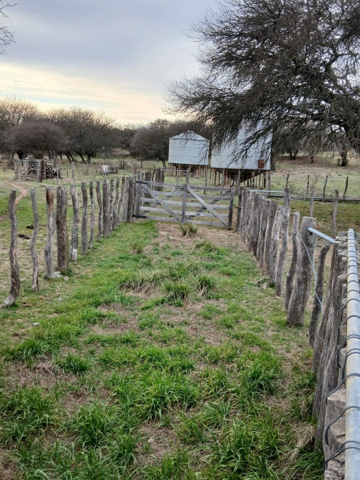 CAMPO GANADERO / APTO COTO DE CAZA 
