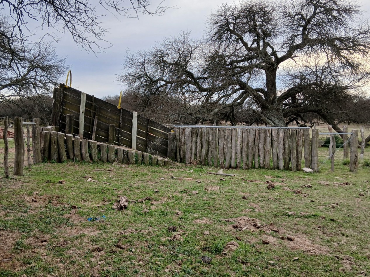 CAMPO GANADERO / APTO COTO DE CAZA 