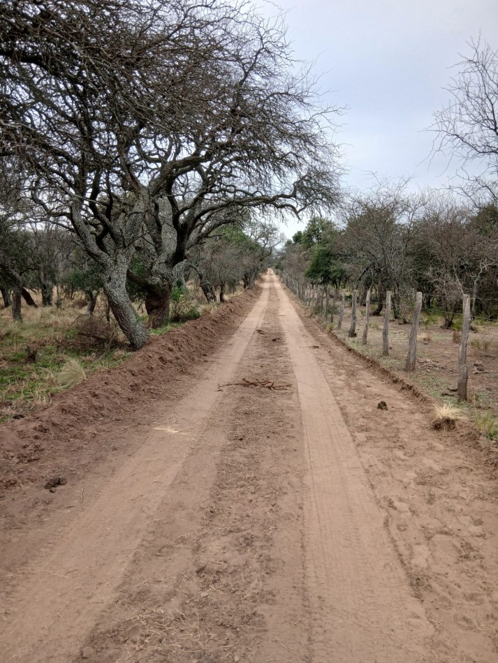 CHACRA de 50 HECTAREAS EN VICTORICA (LP)