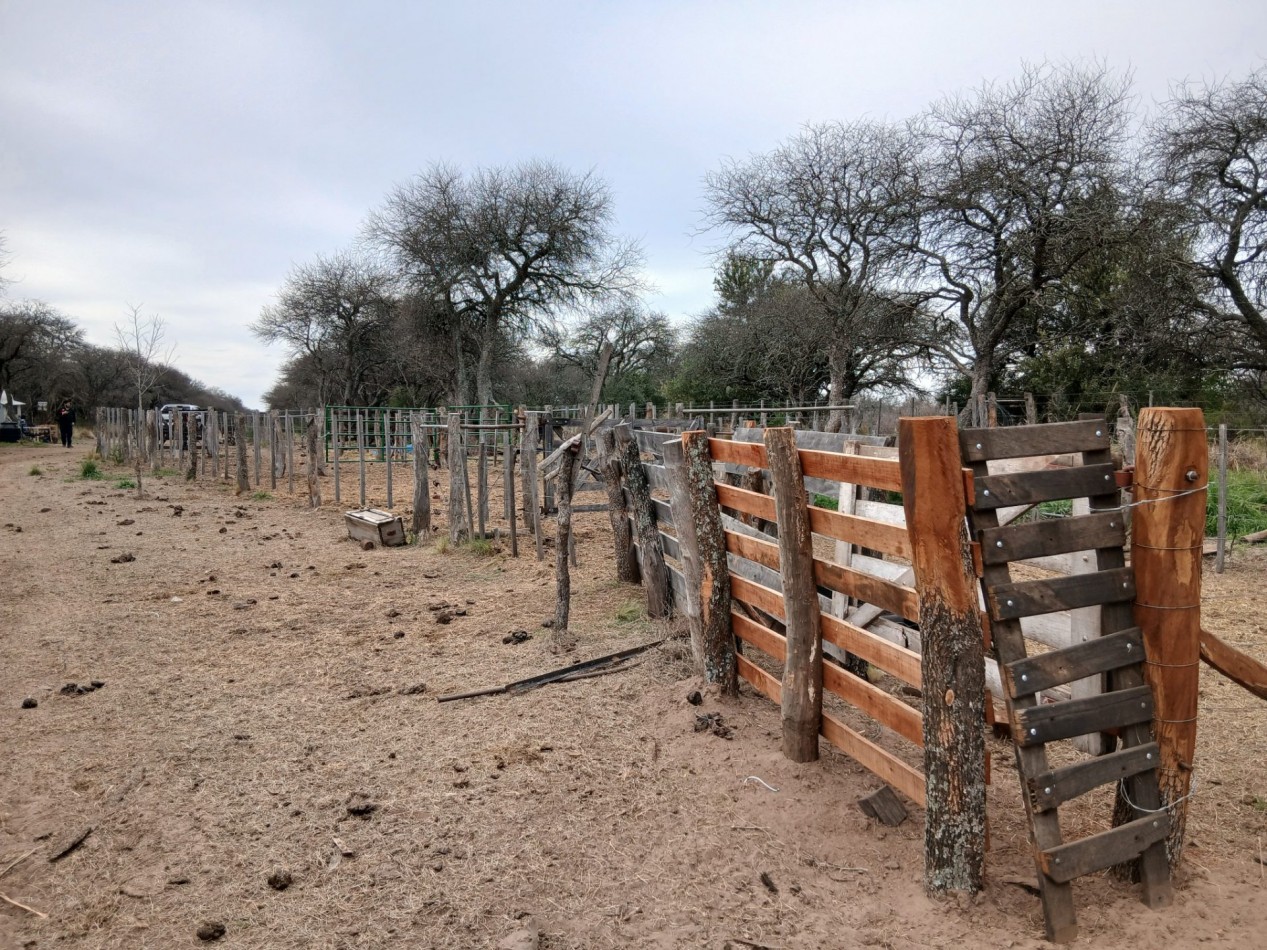 CHACRA de 50 HECTAREAS EN VICTORICA (LP)