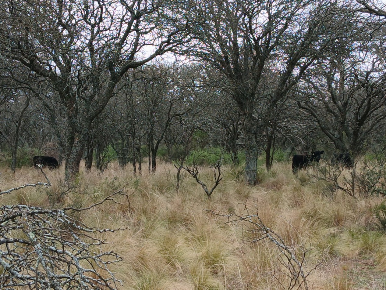 CHACRA de 50 HECTAREAS EN VICTORICA (LP)