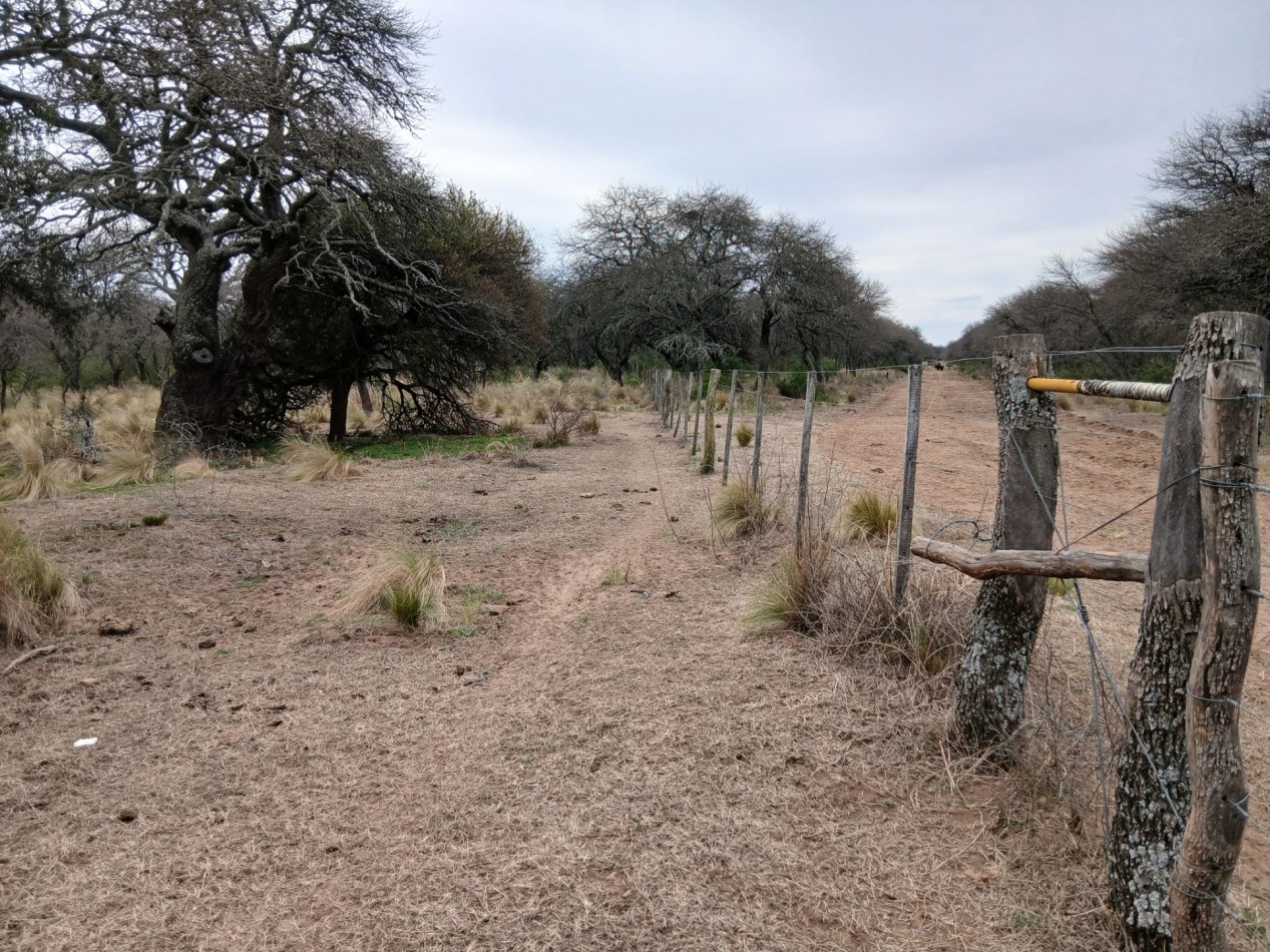 CHACRA de 50 HECTAREAS EN VICTORICA (LP)