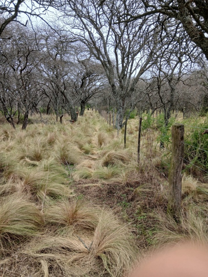 CHACRA de 50 HECTAREAS EN VICTORICA (LP)