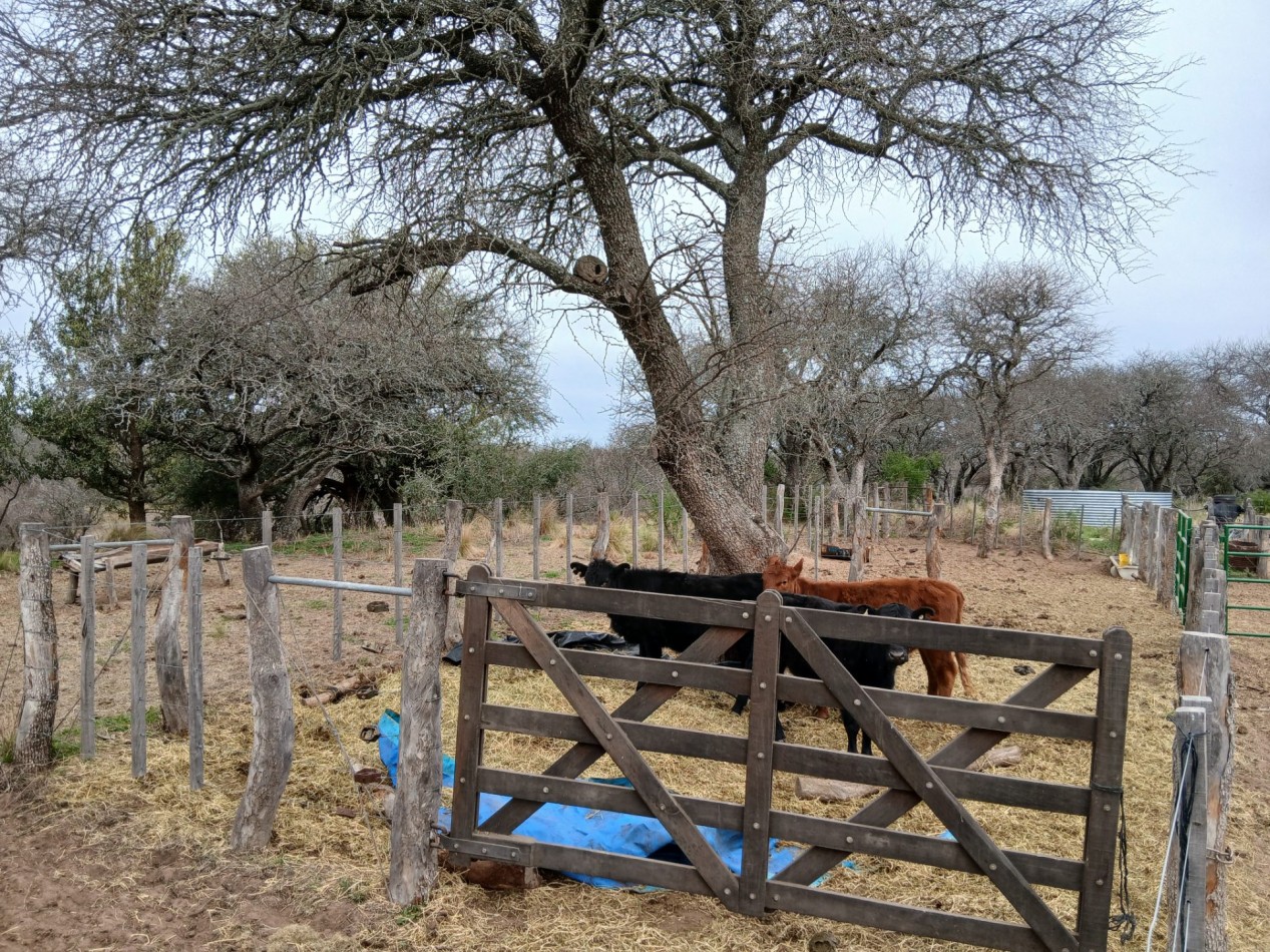 CHACRA de 50 HECTAREAS EN VICTORICA (LP)