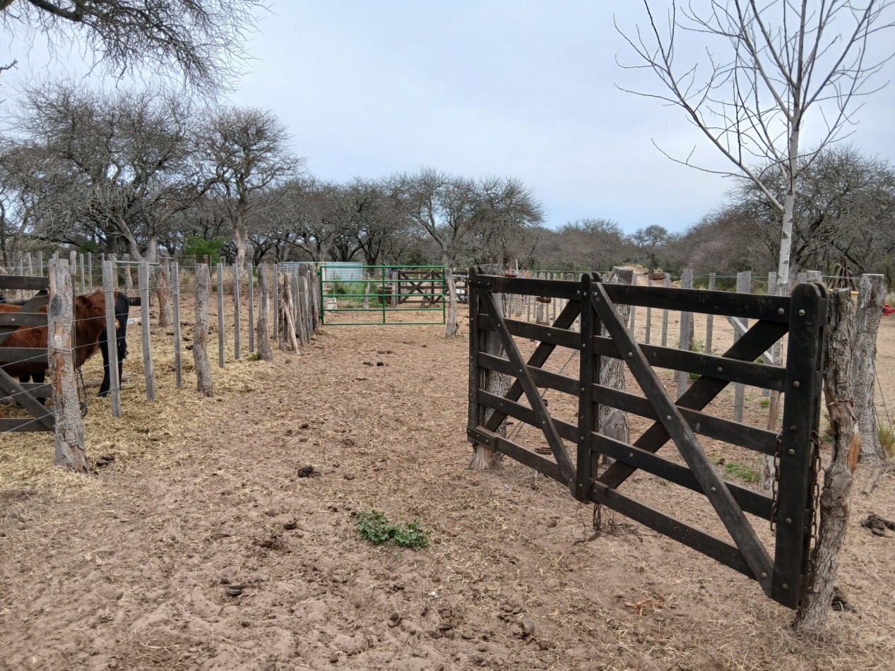 CHACRA de 50 HECTAREAS EN VICTORICA (LP)